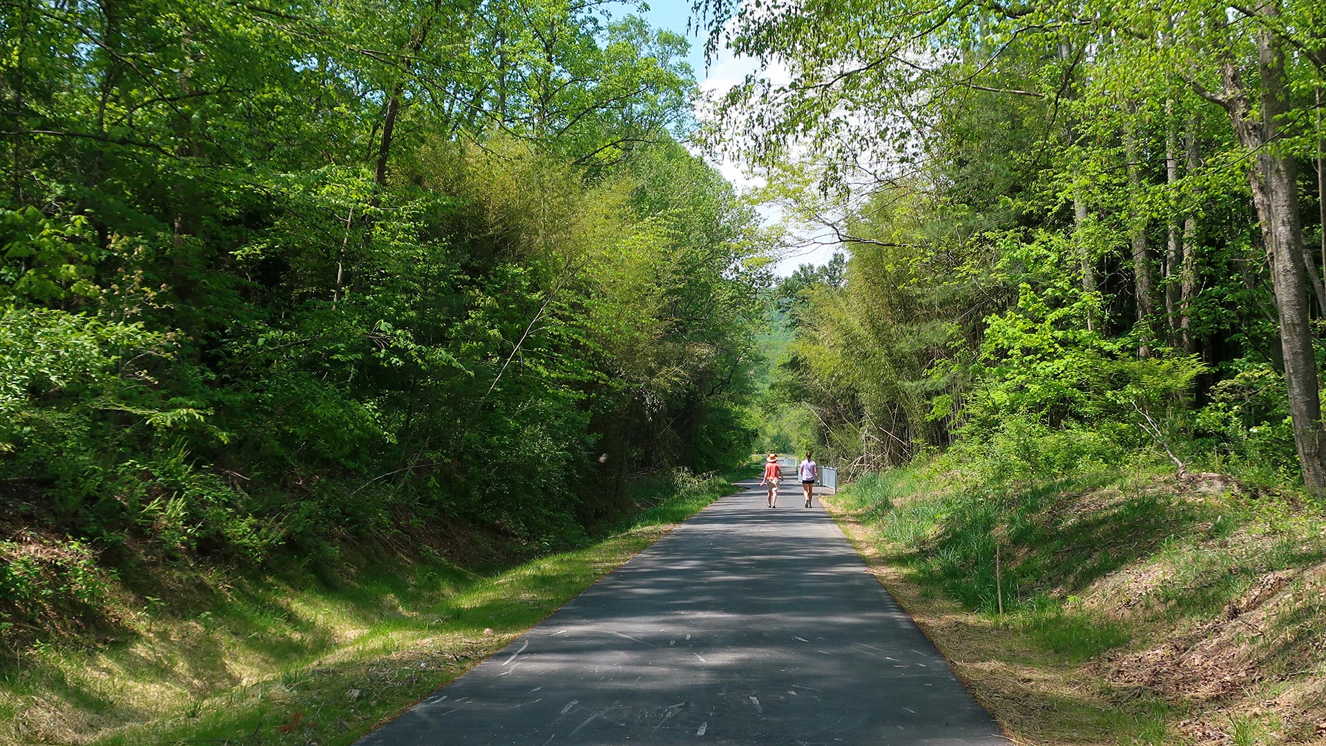 Asphalt path splitting through a canopy of trees with vibrant green leaves.
