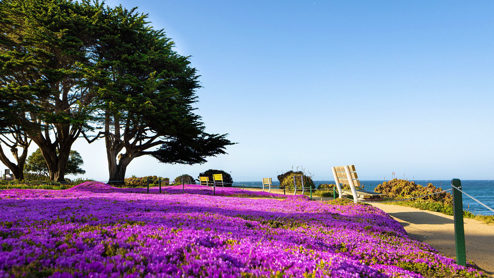 Vivid patch of purple flowers against a blue sky.