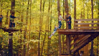 Ziplining through colorful autumn trees.