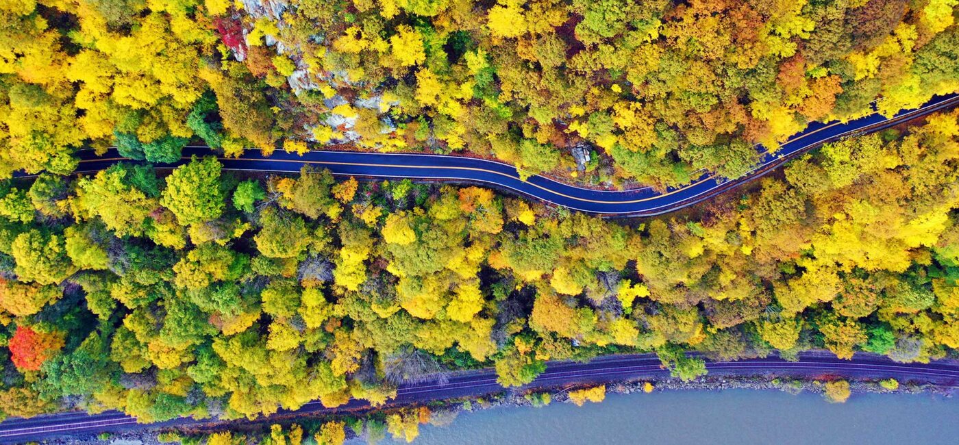 Looking down at a forest of trees with yellow leaves during autumn.