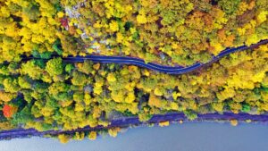 Looking down at a forest of trees with yellow leaves during autumn.