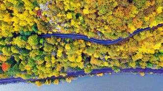 Looking down at a forest of trees with yellow leaves during autumn.