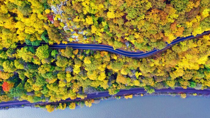 Looking down at a forest of trees with yellow leaves during autumn.